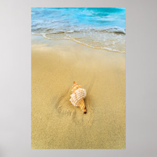 Shell On Beach   Jamaica Poster