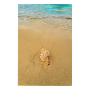 Shell On Beach   Jamaica Wood Wall Decor