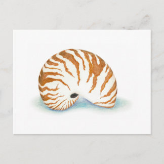 Shell Postcard