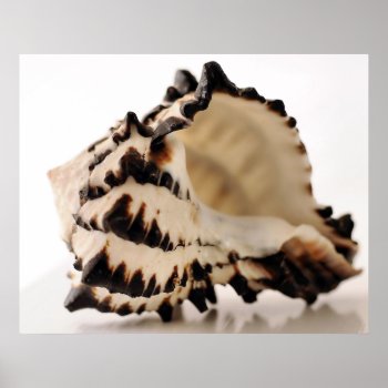 Shell Poster by artinphotography at Zazzle