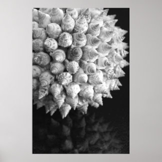 Shell Sphere Poster