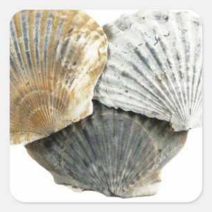 Shell Stickers