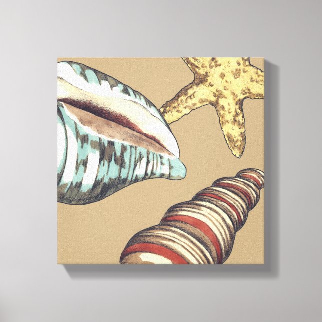 Shell Trio on Khaki Canvas Print (Front)