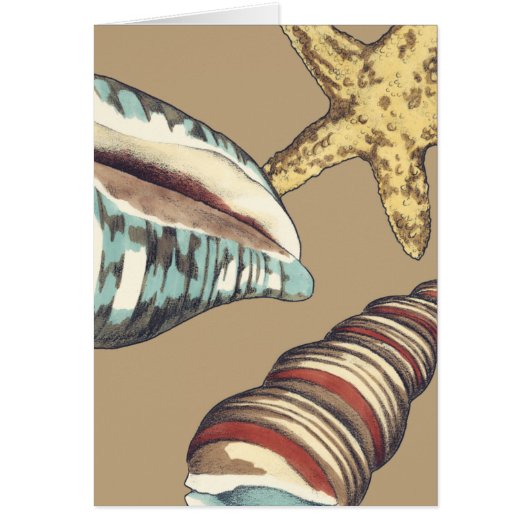 Shell Trio on Khaki Cards (Front)