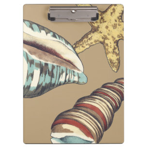 Shell Trio on Khaki Clipboard