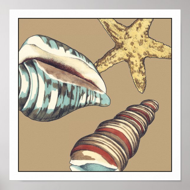 Shell Trio on Khaki Poster (Front)