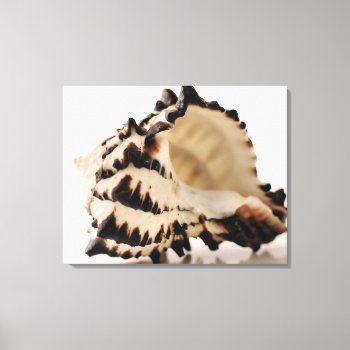 Shell Wrapped Canvas Print by artinphotography at Zazzle