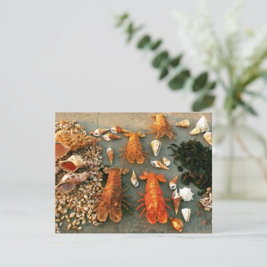 Shells (Standing Front)