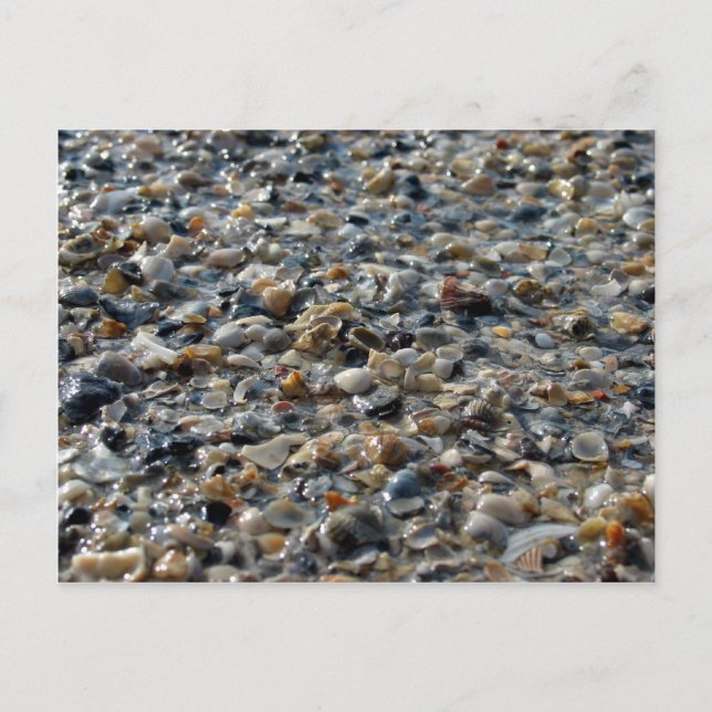 Shells and Pebbles Postcard (Front)
