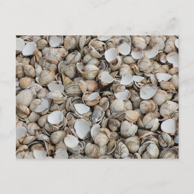 Shells background postcard (Front)