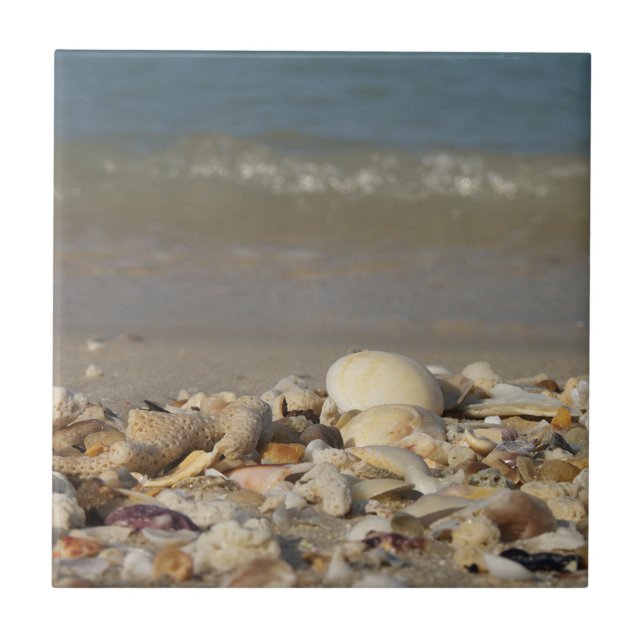shells, beach, water, sand, sea, maritime, photo, ceramic tile (Front)