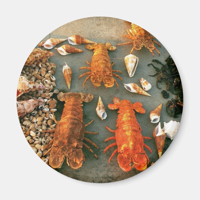 Shells Magnet (Front)