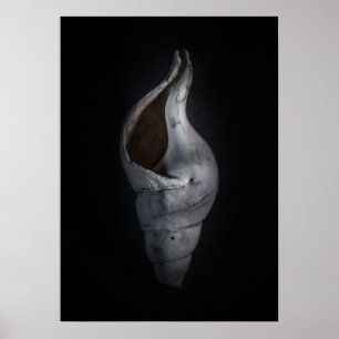 Shells No 4 Color Version Poster