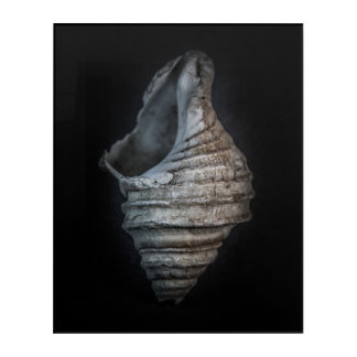 Shells No 6 Color Version Acrylic Print