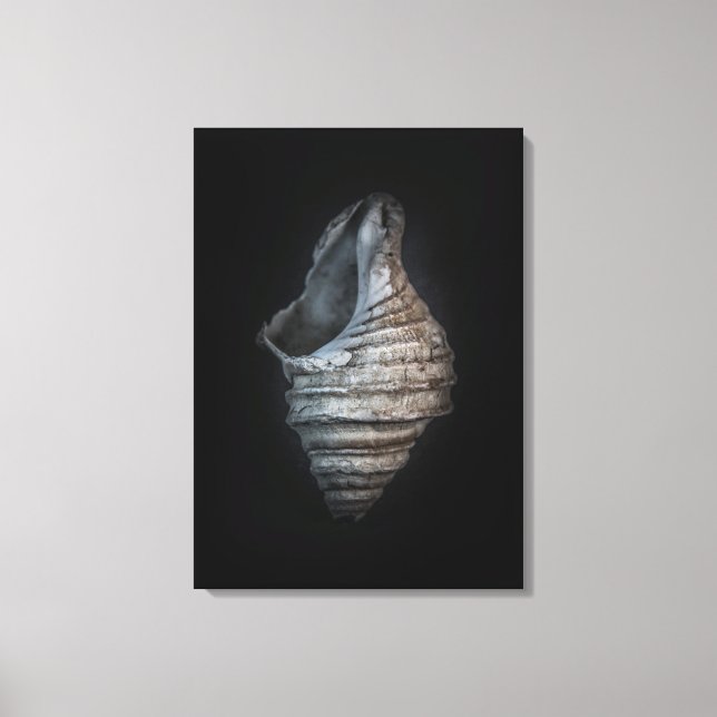 Shells No 6 Color Version Canvas Print (Front)