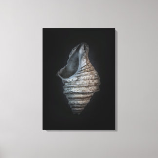 Shells No 6 Color Version Canvas Print