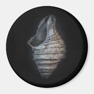 Shells No 6 Color Version Magnet