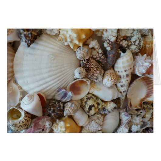 Shells Of Sanibel (Front Horizontal)