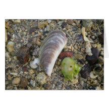 Shells on a Beach