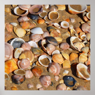 Shells On A Sandy Beach Andalusia, Spain Poster