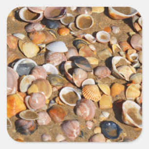 Shells On A Sandy Beach   Andalusia, Spain Square Sticker