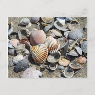 shells on the beach postcard