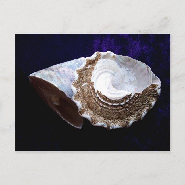 Shells Postcard (Front)