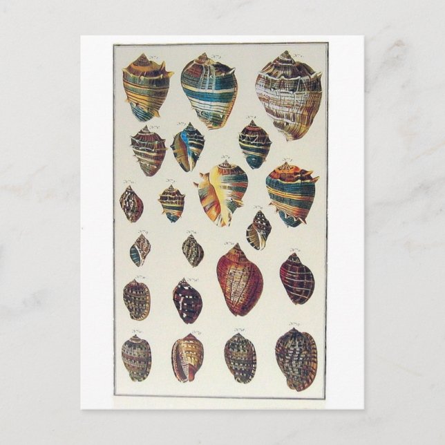 Shells Postcard (Front)