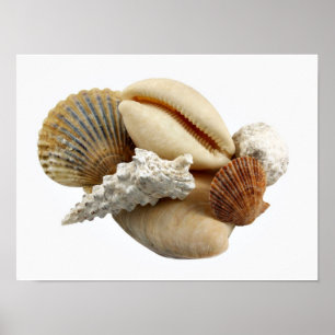 Shells Poster