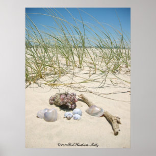 Shells Poster