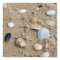 Shells - poster / print