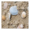 Shells - poster / print