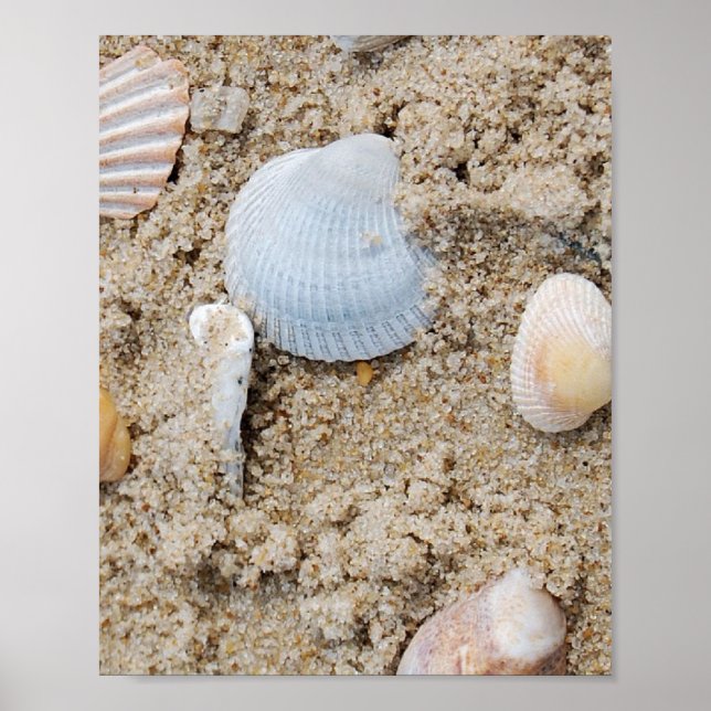 Shells - poster / print (Front)