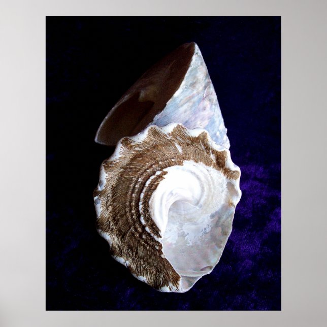 "Shells" print (Front)