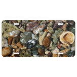 Shells, Rocks and Coral Nature Photography License Plate