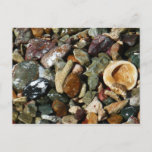 Shells, Rocks and Coral Nature Photography Postcard