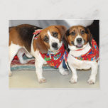 Shelter Beagles Photo Postcard