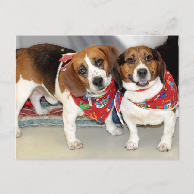 Shelter Beagles Photo Postcard (Front)