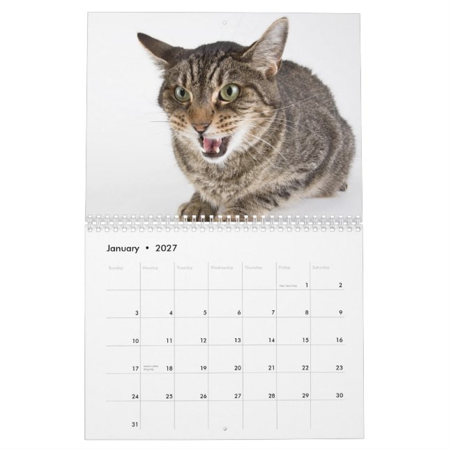 Shelter Cats Outtakes Calendar (Jan 2027)