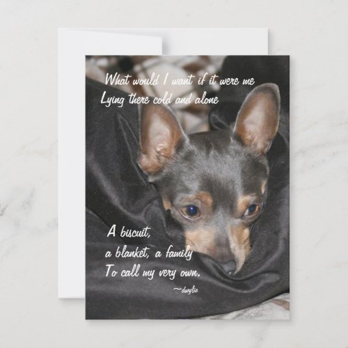 Shelter Dog _ Chihuahua Holiday Card