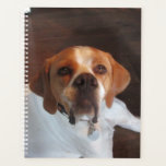 Shelter dog planner<br><div class="desc">Taken at my neighbours Bella their much loved mixed breed dog.</div>