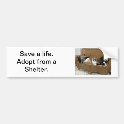 Shelter Kittens Bumper Sticker