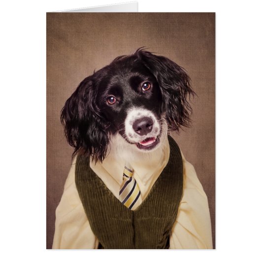 Shelter Pets Project - Cannonball (Front)