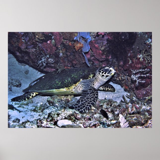 Sheltered Turtle Poster (Front)