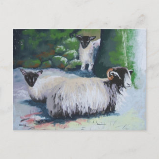 Sheltering Sheep Postcard