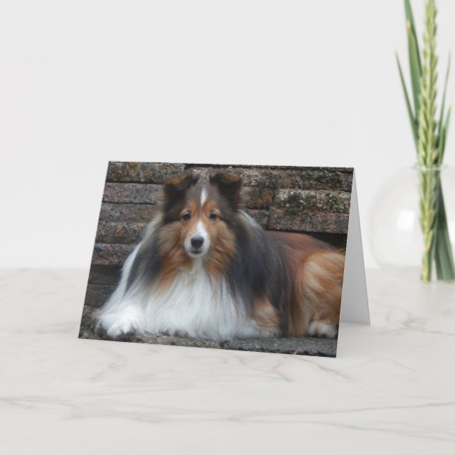 Sheltie Blank Greeting Card (Front)