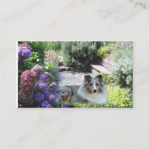 Customizable Sheltie Breeder Business Card