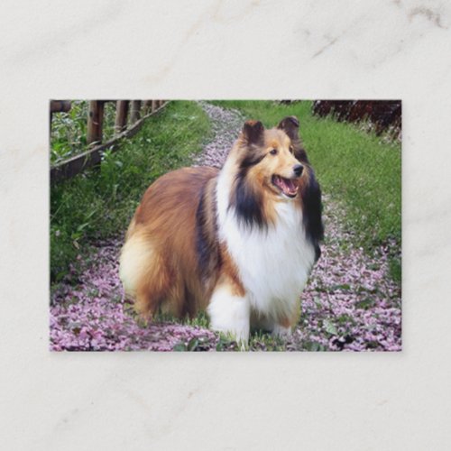 Sheltie Breeder Business Card