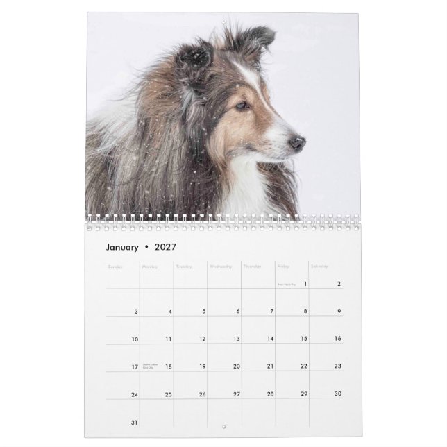 Sheltie Calendar (Jan 2027)