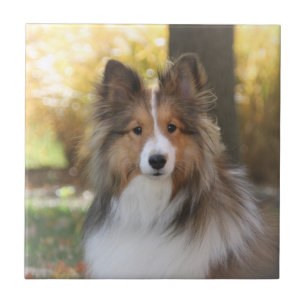 Sheltie Ceramic Tile